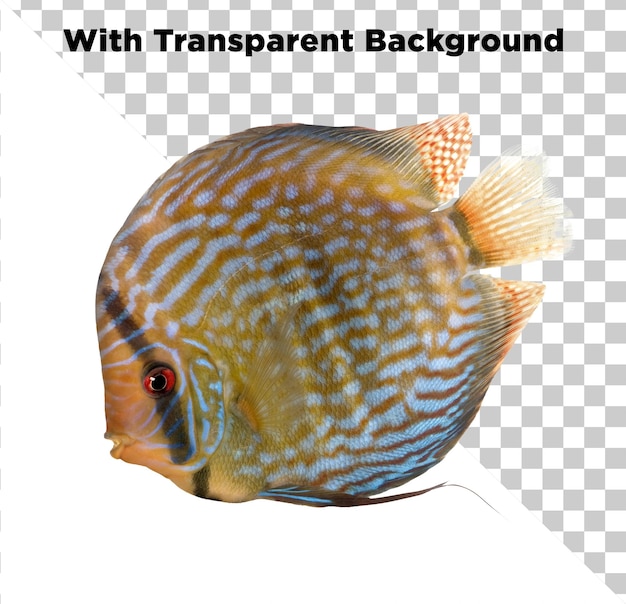 Pesce disco con sfondo trasparente