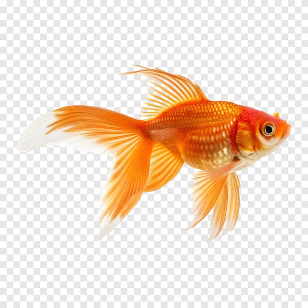 Pesce rosso con pinne lunghe isolato su sfondo bianco trasparente