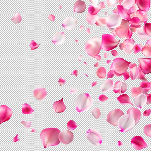 Des pétales de rose roses tombent sur un fond transparent