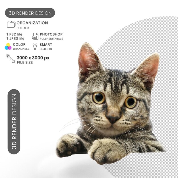 Un petit chaton mignon