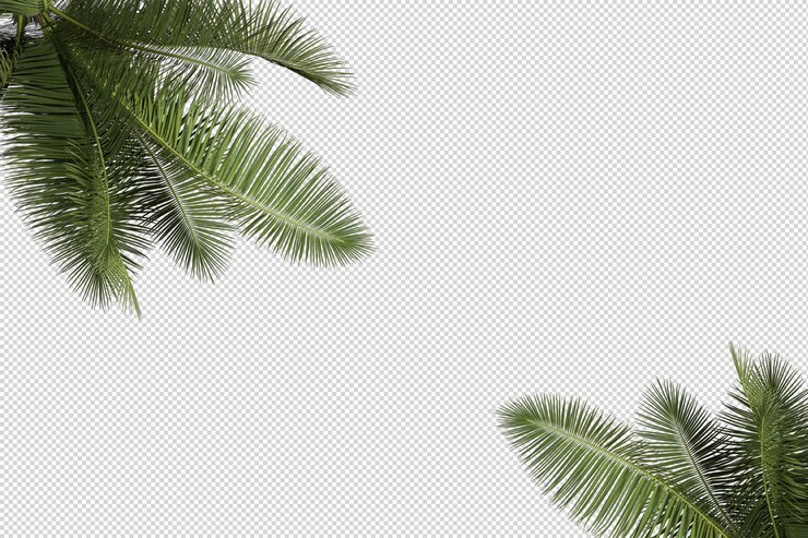 Petite palmeraie