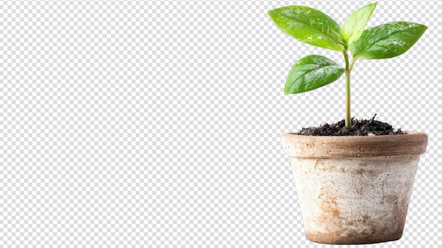 Une petite plante en pot avec des feuilles vertes vibrantes isolées sur un fond propre parfaite pour les blogs de jardinage de décoration domestique ou les projets sur le thème de la nature