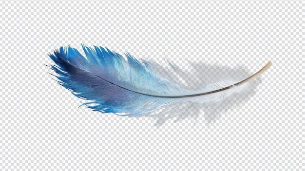 Une petite plume d'oiseau bleu avec des détails doux idéale pour les amateurs de nature Projets créatifs et éducatifs Représentant la beauté délicate de la nature