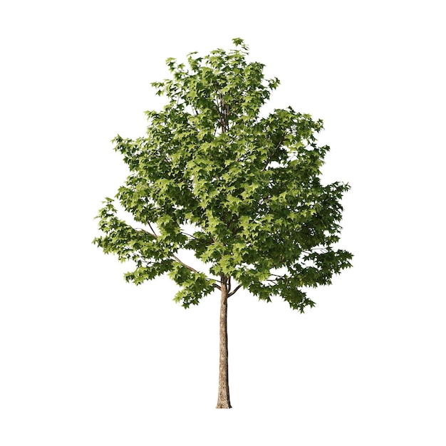 Petits arbres Arbre coloré Petite plante