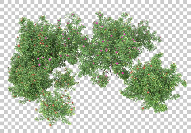 Petits Arbres Sur Fond Transparent Illustration De Rendu 3d