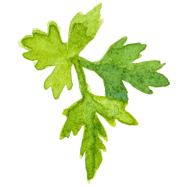 Pétrel peint à l'aquarelle Élément de conception d'aliments frais dessiné à la main isolé sur un fond transparent