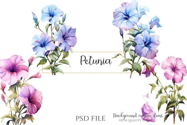 Petunia blume clipart petunia cascadia grafische illustration psd blume