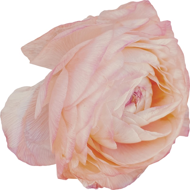 Pfirsichrose aus der Nähe