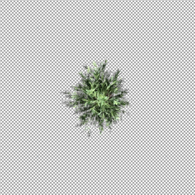 Pflanze isoliert in 3D-Rendering