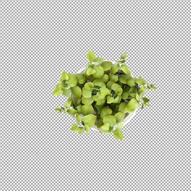 Pflanze isoliert in 3D-Rendering