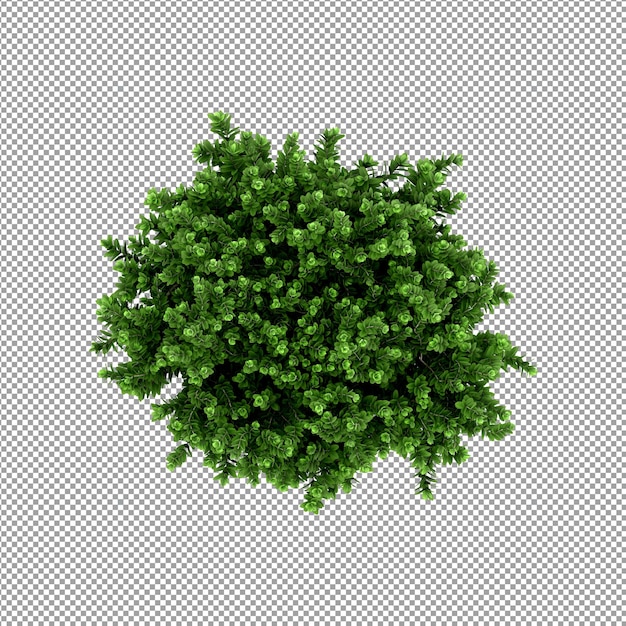Pflanze isoliert in 3D-Rendering