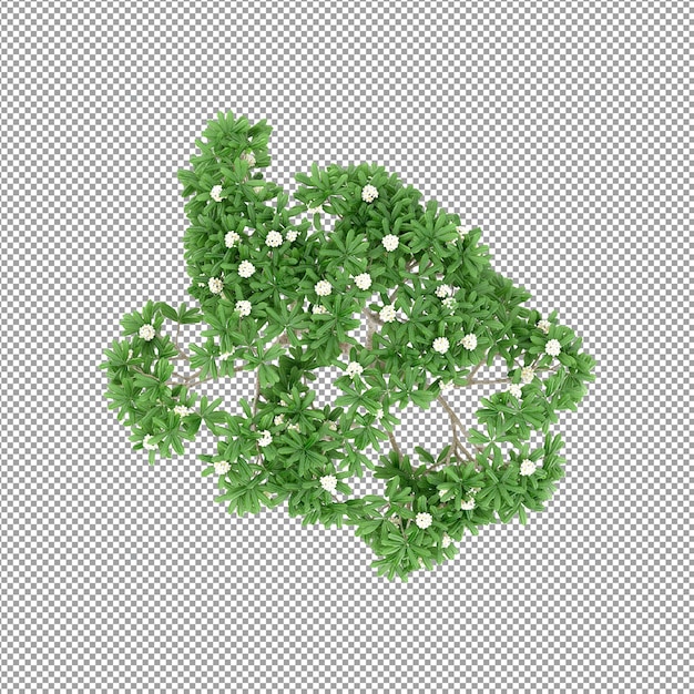 Pflanze isoliert in 3D-Rendering