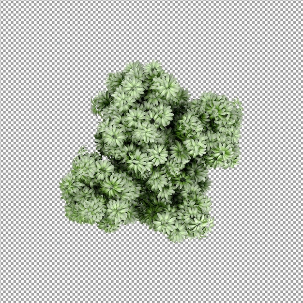 Pflanze isoliert in 3D-Rendering