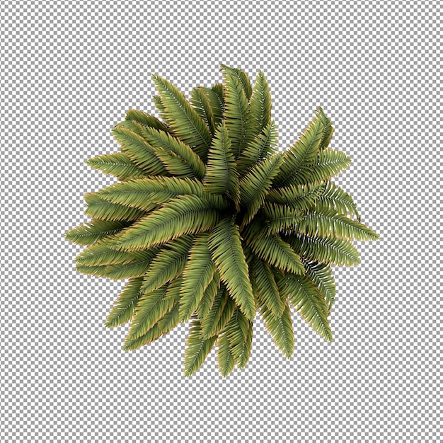 Pflanze isoliert in 3D-Rendering