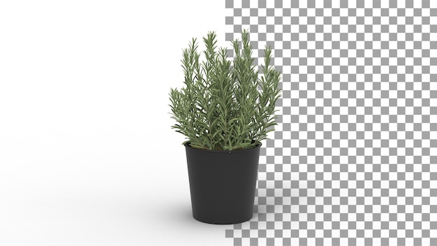 Pflanze mit schwarzem Topf mit Schatten 3D-Rendering