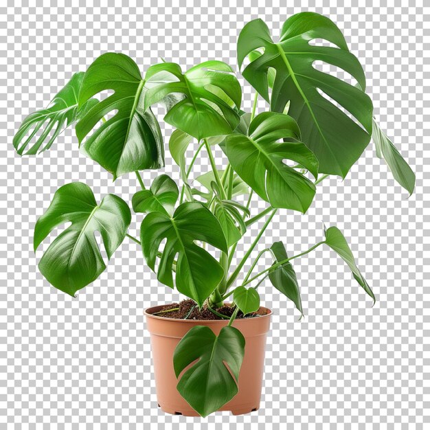 PSD pflanze topfblume monstera deliciosa kaktus boston farn nephrolepis exultate isolierter hintergrund