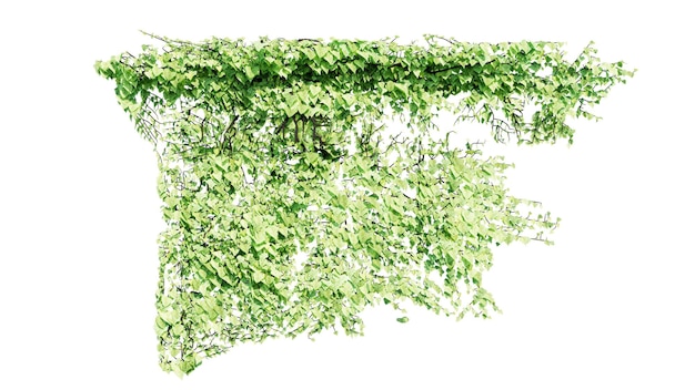 PSD pflanze und blüte weinreben grünen efeu blätter tropischen hängen klettern isoliert auf transparentem hintergrund