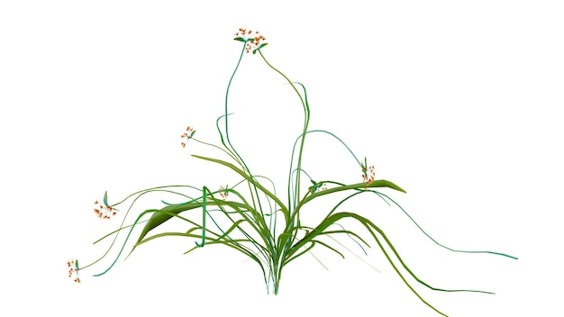 Pflanze und Blume durchsichtiger Hintergrund