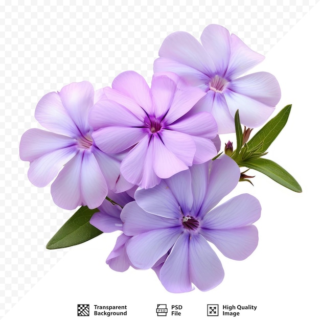 PSD phlox sur un fond blanc isolé