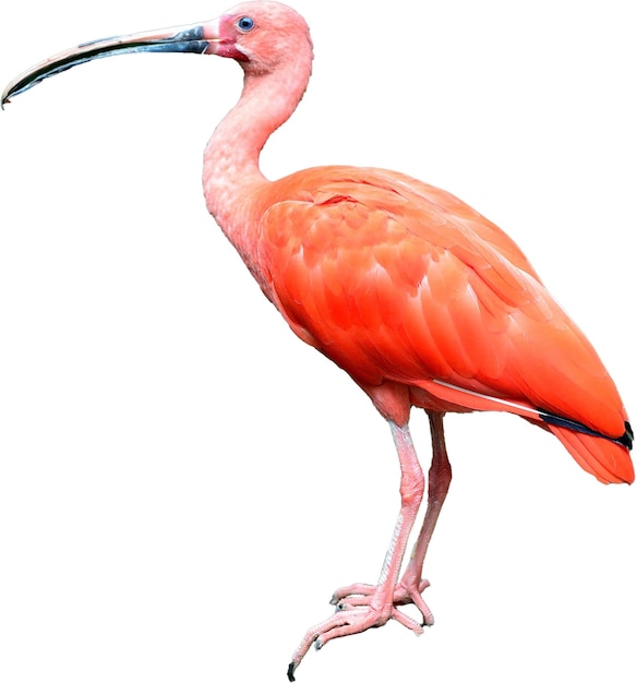 PSD phoenicopteridae clipart flamingo flamingo charakter flamingo vektor flamingo