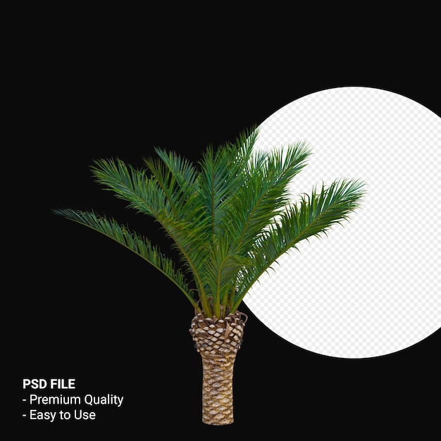 PSD phoenix canariensis 3d render aislado