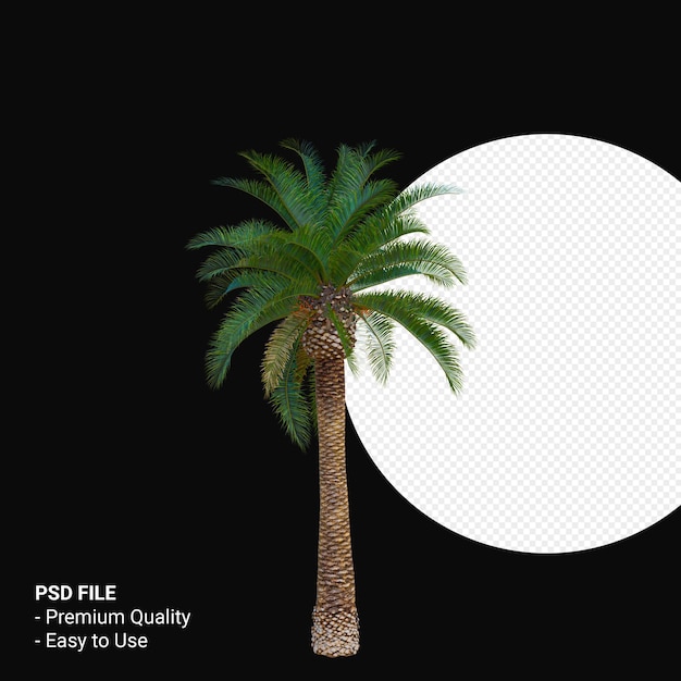 Phoenix canariensis 3d render aislado