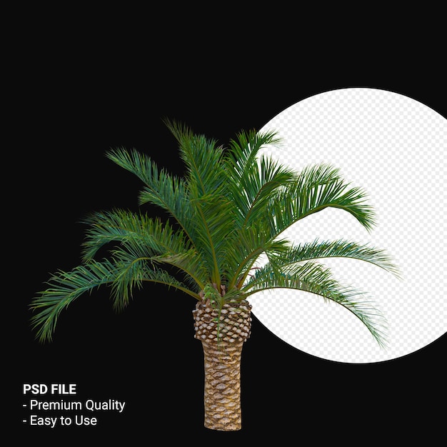 PSD phoenix canariensis 3d render aislado