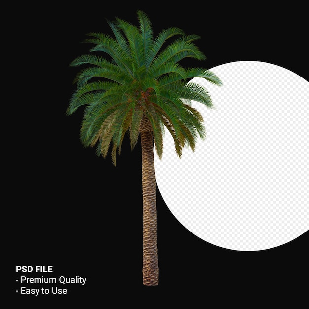 Phoenix canariensis 3d render aislado