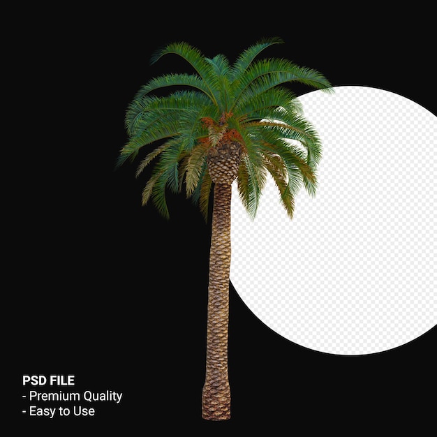 Phoenix canariensis 3d render aislado