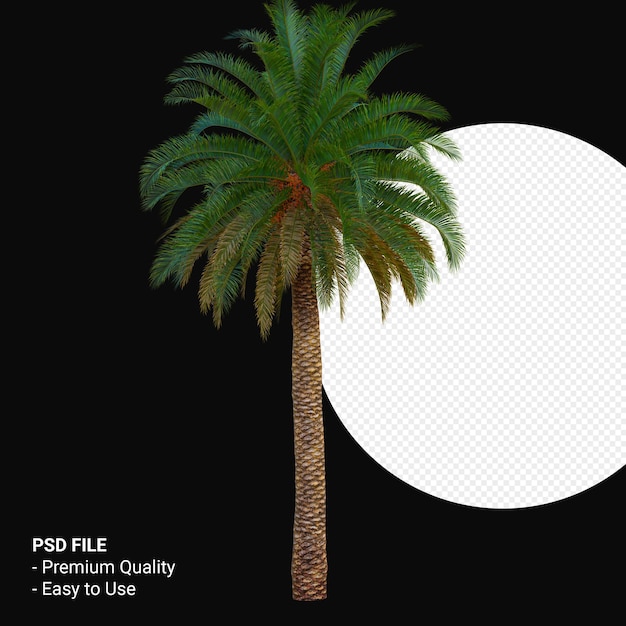 Phoenix canariensis 3d render aislado