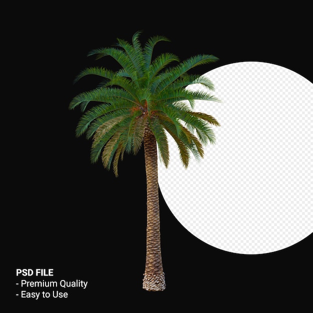 Phoenix canariensis 3d render aislado