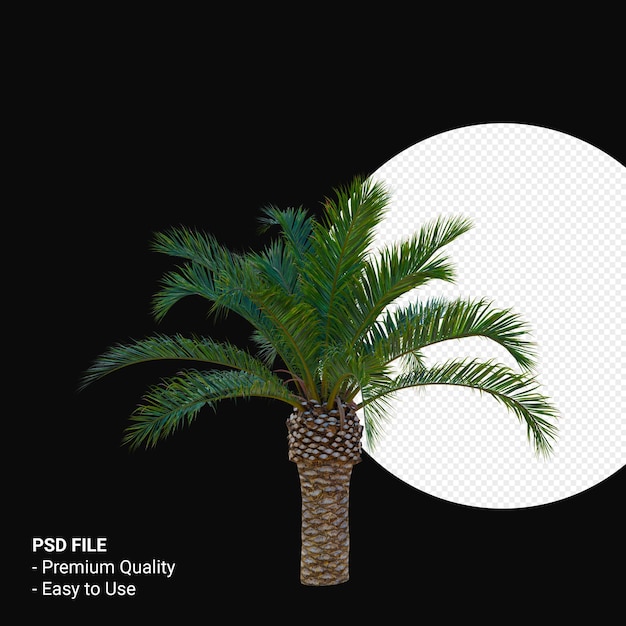 Phoenix canariensis 3d render aislado