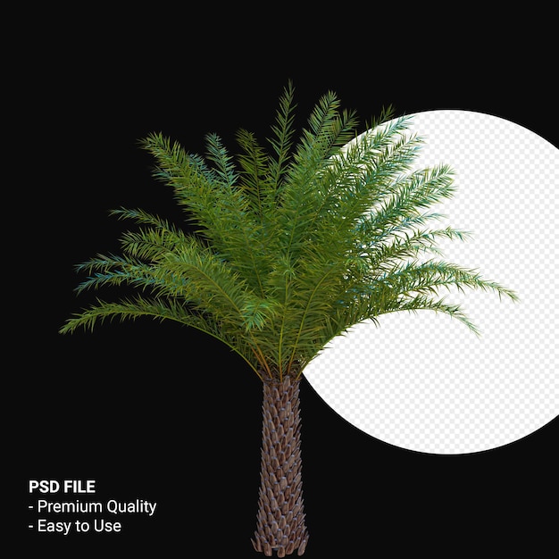 PSD phoenix canariensis 3d render isolado