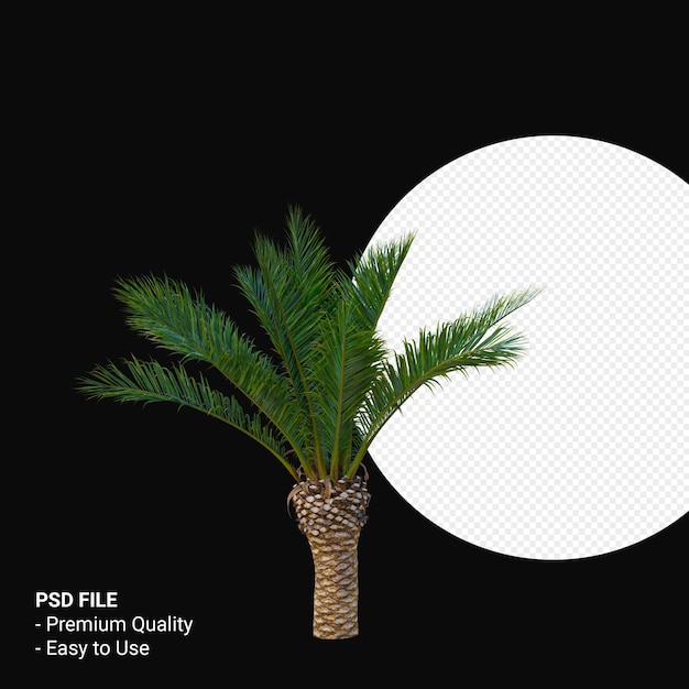 PSD phoenix canariensis 3d render isolé