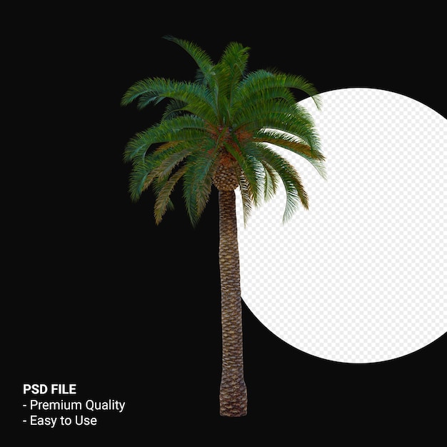 Phoenix canariensis 3d render isoliert