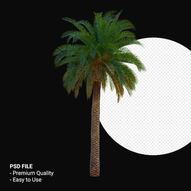Phoenix canariensis 3d render isoliert