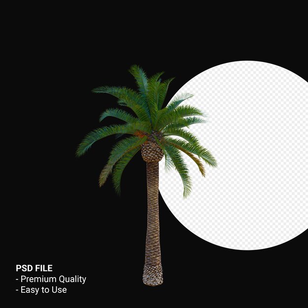 Phoenix canariensis 3d render isoliert