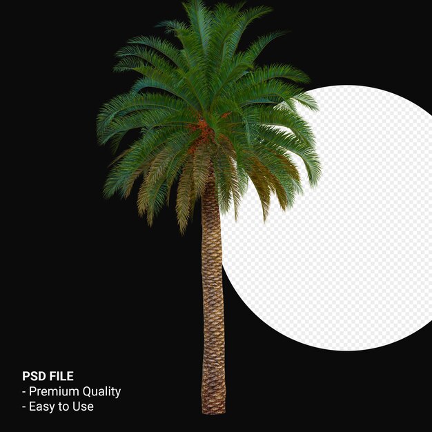 Phoenix canariensis 3d render isoliert