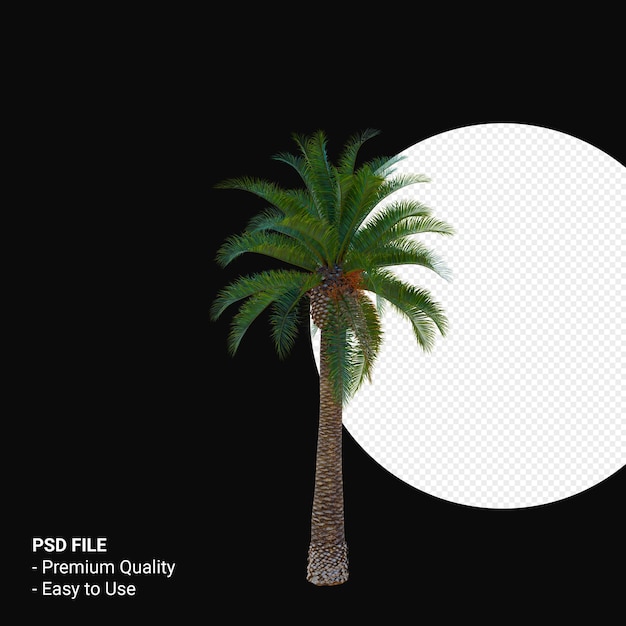 Phoenix canariensis 3d render isoliert