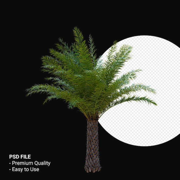 Phoenix canariensis 3d rendering isolato