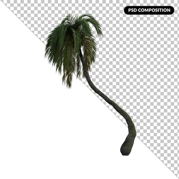 Phoenix Canariensis Grande isolato 3d