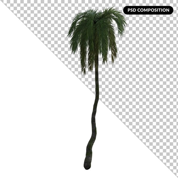 Phoenix Canariensis Grande isolato 3d