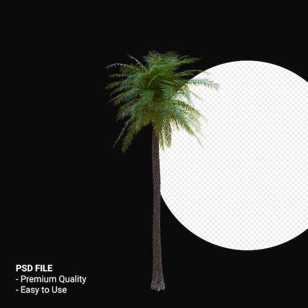 Phoenix Sylvestris 3d rendern isoliert