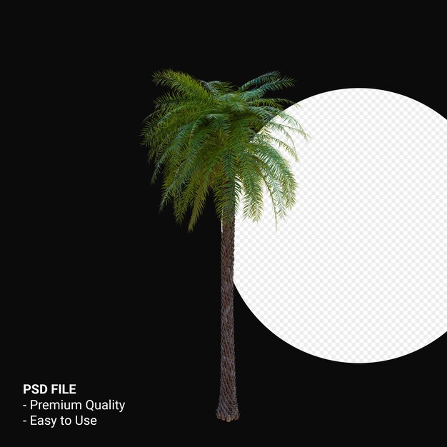 Phoenix Sylvestris 3d rendern isoliert