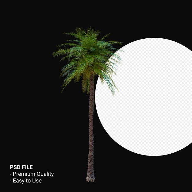 Phoenix Sylvestris 3d rendern isoliert