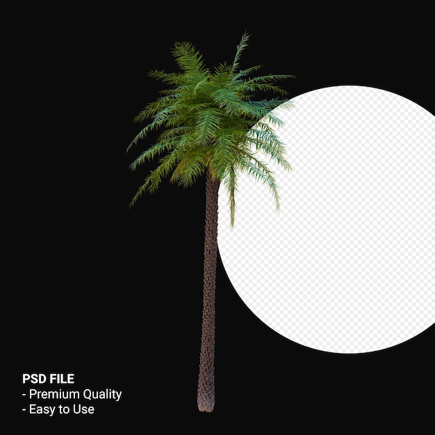 Phoenix Sylvestris 3d rendern isoliert