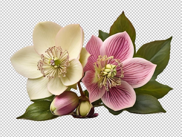 Photo D'une Fleur D'hellebore Sur Un Fond Transparent