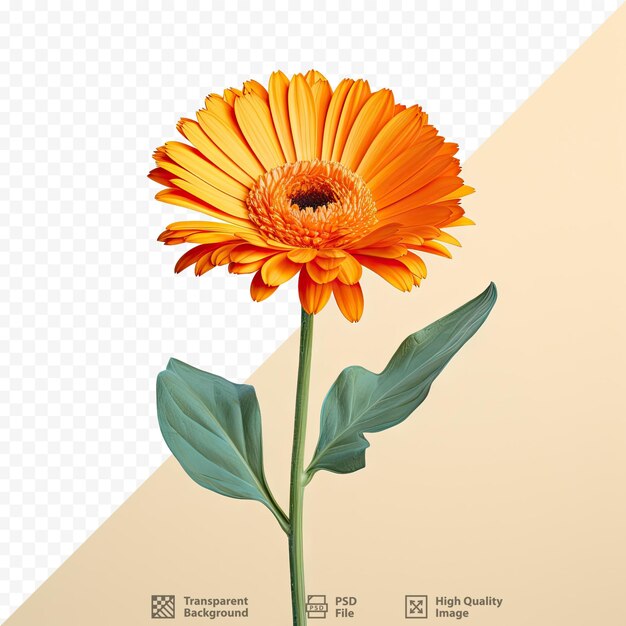 PSD une photo d'une fleur avec les mots « fleur » dessus.