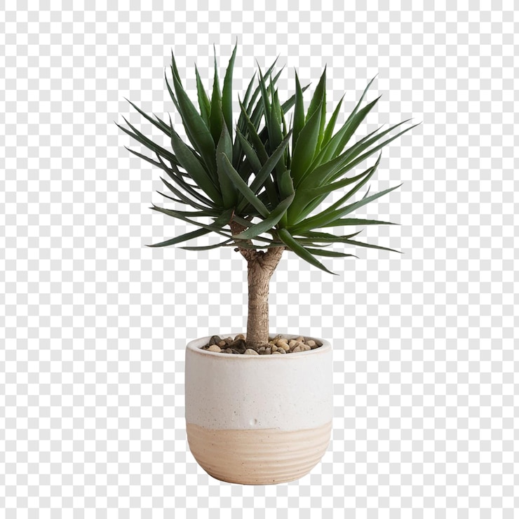 PSD photo of plant on pot isolated on white background