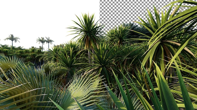 PSD une photo d'un palmier dans une forêt avec le texte palmiers.